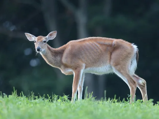 Hunters have a role to play — with CWD